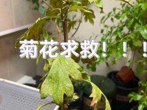 谁动了我的菊花第1关攻略详解：轻松突破首关挑战图文教程