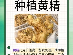 为什么国精产品自线六区备受关注？如何找到国精产品自线六区？国精产品自线六区有哪些优势？