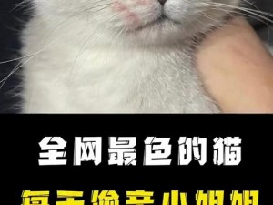 色猫-你是想说色眯眯的猫吗？