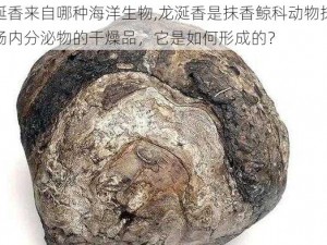 龙涎香来自哪种海洋生物,龙涎香是抹香鲸科动物抹香鲸肠内分泌物的干燥品，它是如何形成的？