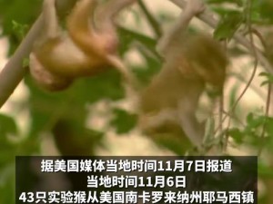 《洞穴探险中的意外事件：科学家观察猴子被香蕉卡住后的应对策略》