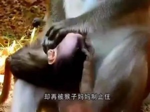 为什么二人生猴子全程不盖被子看点这么多？如何获得更好的观看体验？