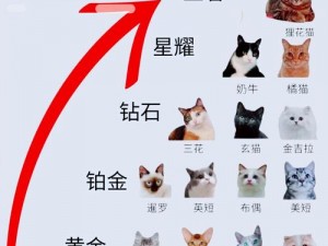 猫之城SSR强度排行榜2022最新版TOP榜单概览及排名分析