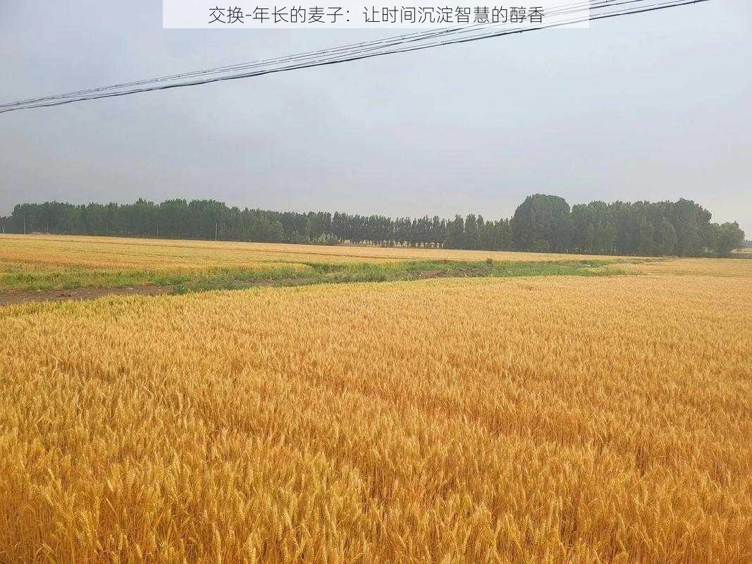 交换-年长的麦子:让时间沉淀智慧的醇香