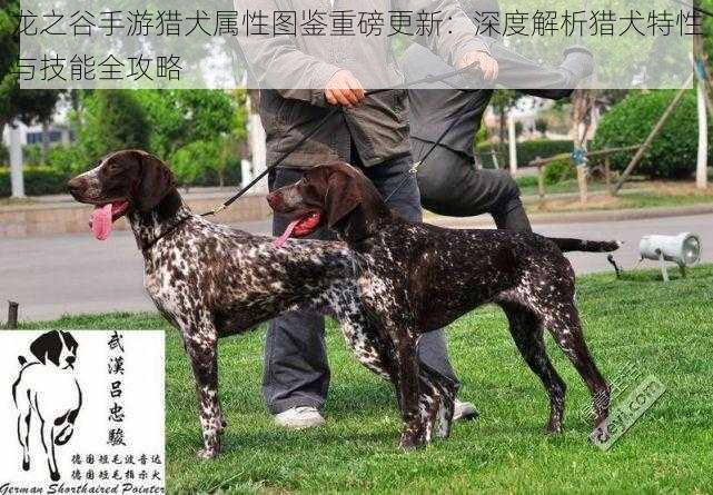 龙之谷手游猎犬属性图鉴重磅更新：深度解析猎犬特性与技能全攻略