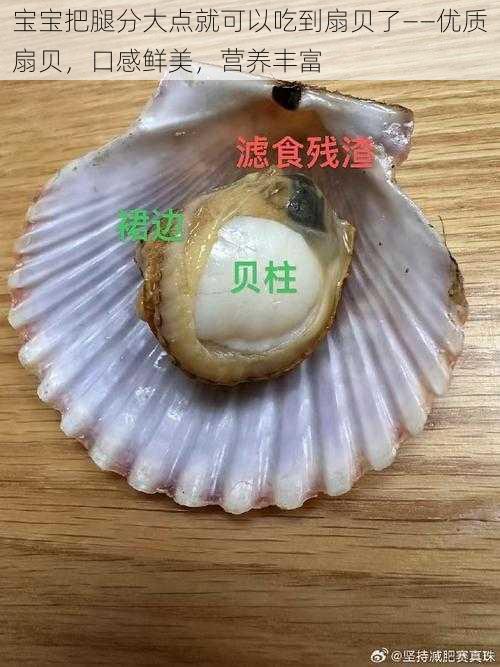 宝宝把腿分大点就可以吃到扇贝了——优质扇贝，口感鲜美，营养丰富