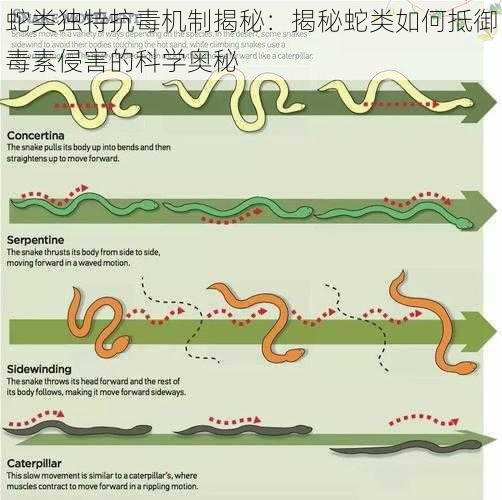 蛇类独特抗毒机制揭秘：揭秘蛇类如何抵御毒素侵害的科学奥秘