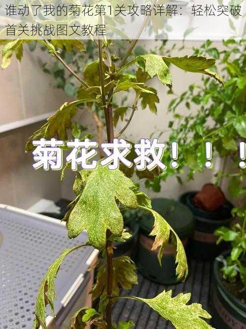 谁动了我的菊花第1关攻略详解：轻松突破首关挑战图文教程