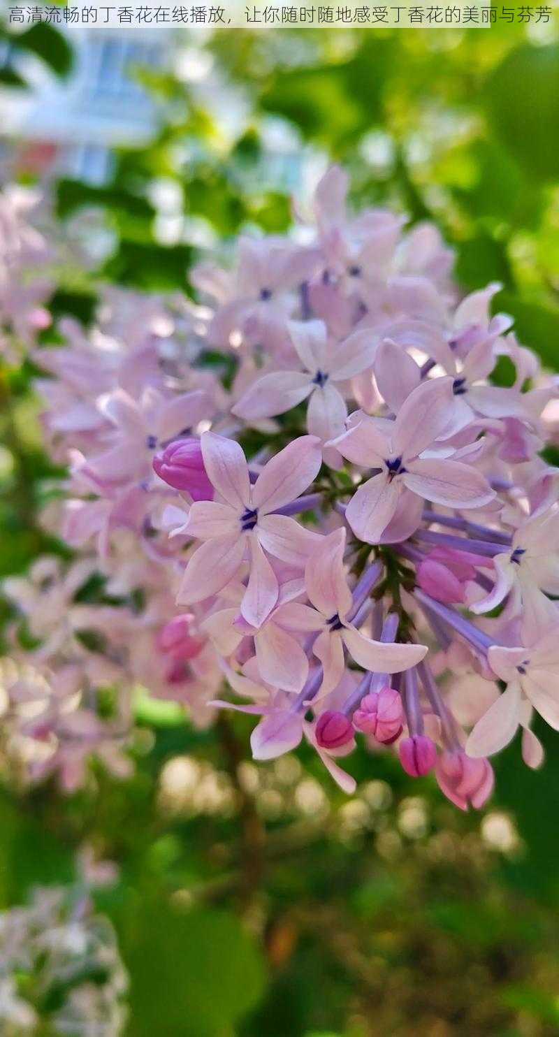 高清流畅的丁香花在线播放，让你随时随地感受丁香花的美丽与芬芳