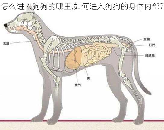 怎么进入狗狗的哪里,如何进入狗狗的身体内部？